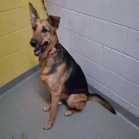 An adult small-sized female Brown / Chocolate German Shepherd Dog dog named Lily for adoption in Lakewood, CO