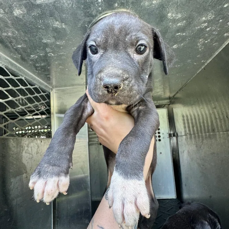 A baby small-sized male Black Pit Bull Terrier dog named Kermode for adoption in Birmingham, AL