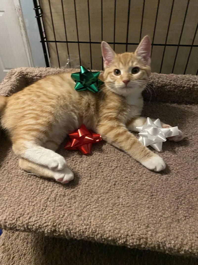 A baby medium-sized male Orange & White Domestic Short Hair cat named Gingerbread for adoption in Cincinnati, OH