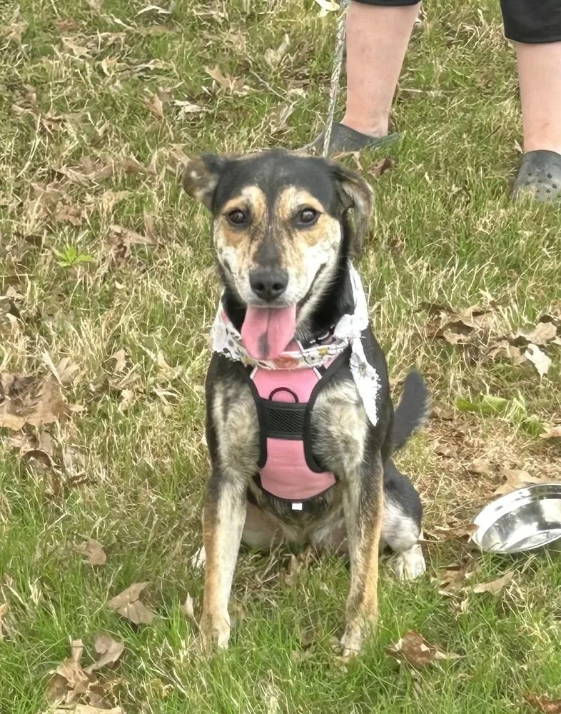 A young medium-sized female Brown / Chocolate Hound dog named Berta for adoption in Horn Lake, MS