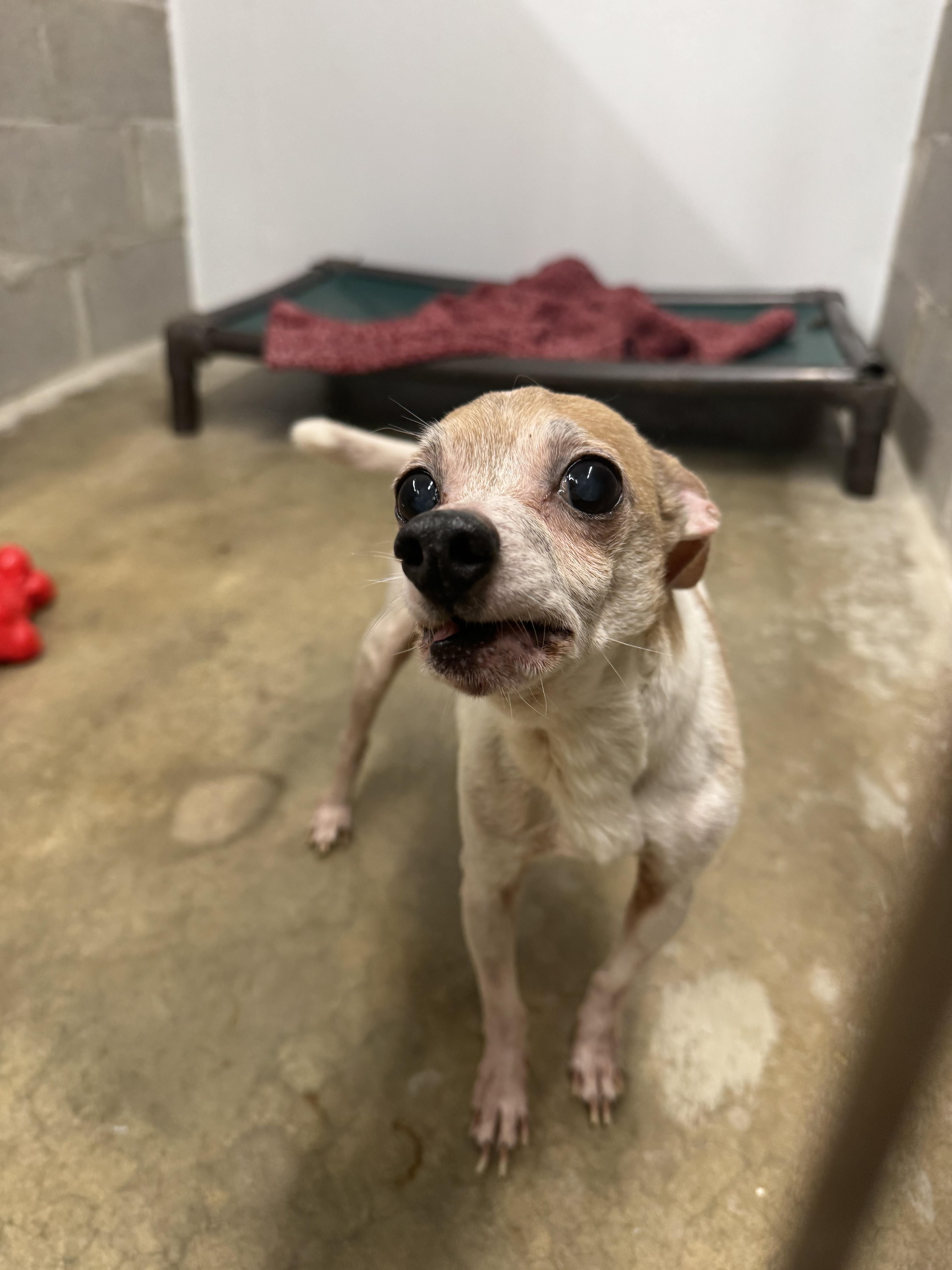 A senior small-sized male Yellow / Tan / Blond / Fawn Chihuahua dog named Gumby for adoption in Salem, OH