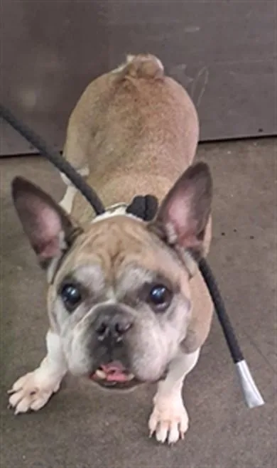 A senior medium-sized female French Bulldog dog named Thumper for adoption in Los Angeles, CA