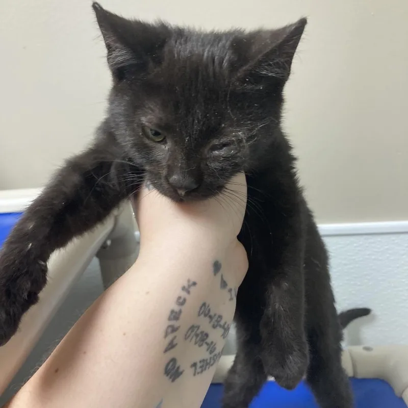 A baby small-sized male Black Domestic Short Hair cat named Peppy for adoption in Blue Ridge, GA