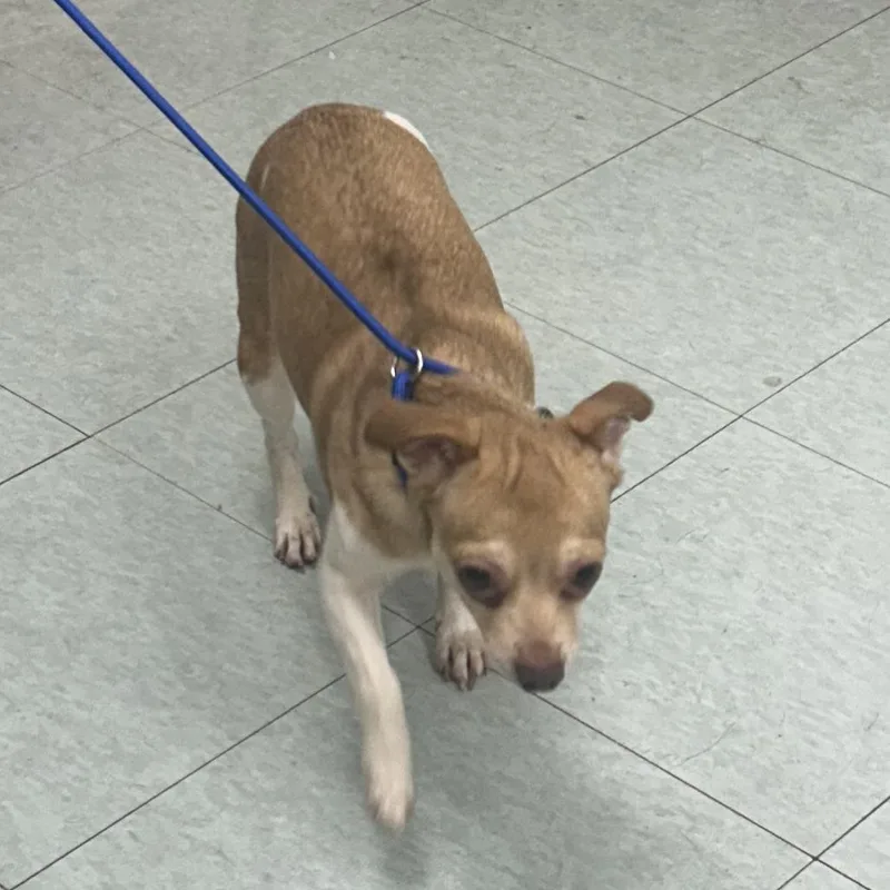 An adult small-sized female Brown / Chocolate Chihuahua dog named Champagne for adoption in Philadelphia, PA