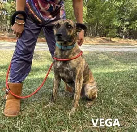 A young medium-sized male Brindle Terrier dog named Vega for adoption in Washington, GA