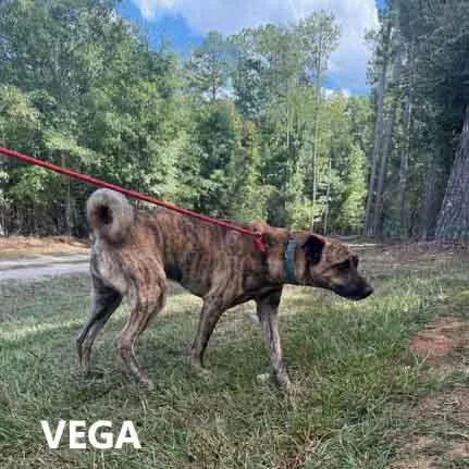 Vega thumbnail 2