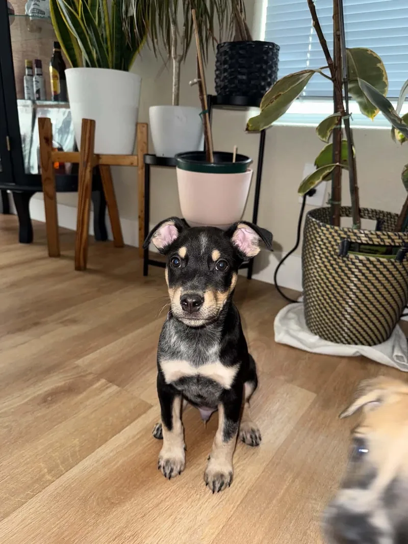 A baby medium-sized male Tricolor (Brown, Black, & White) Australian Cattle Dog / Blue Heeler named Snickers for adoption in Las Vegas, NV