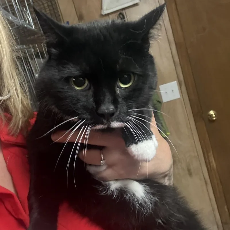 An adult large-sized female Domestic Short Hair cat named Lady for adoption in New York, NY