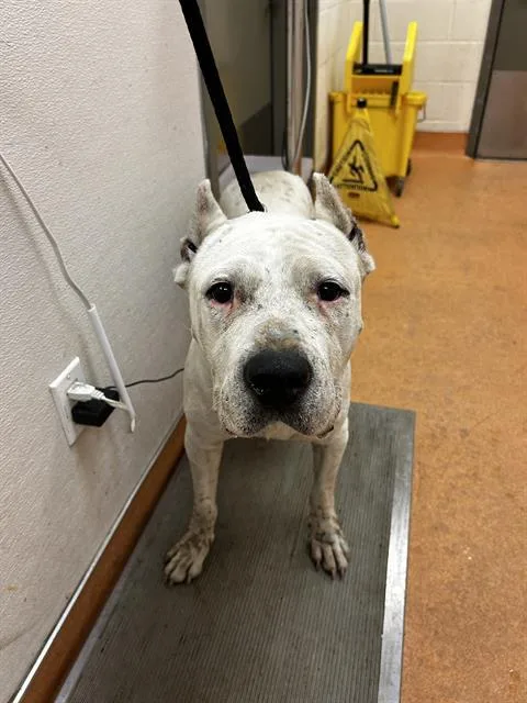 An adult extra large-sized female Mastiff dog named London for adoption in Martinez, CA