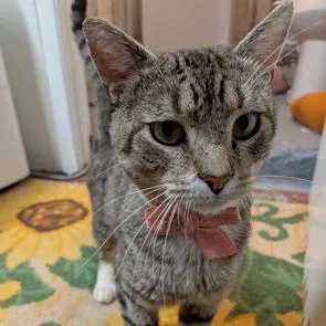 An adult large-sized male Brown / Chocolate Domestic Short Hair cat named Rocky for adoption in Philadelphia, PA
