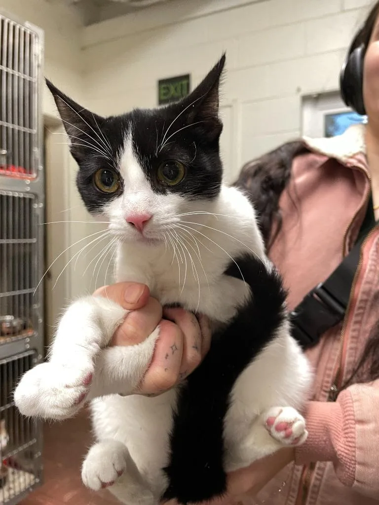 A baby medium-sized female Domestic Short Hair cat named Coco for adoption in Chico, CA