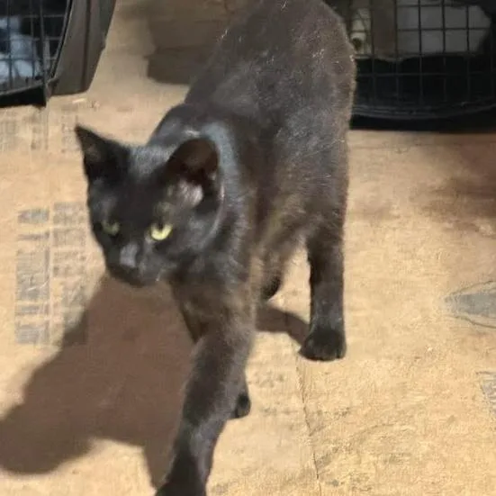 An adult small-sized female Black Domestic Short Hair cat named Lotty for adoption in Coralville, IA