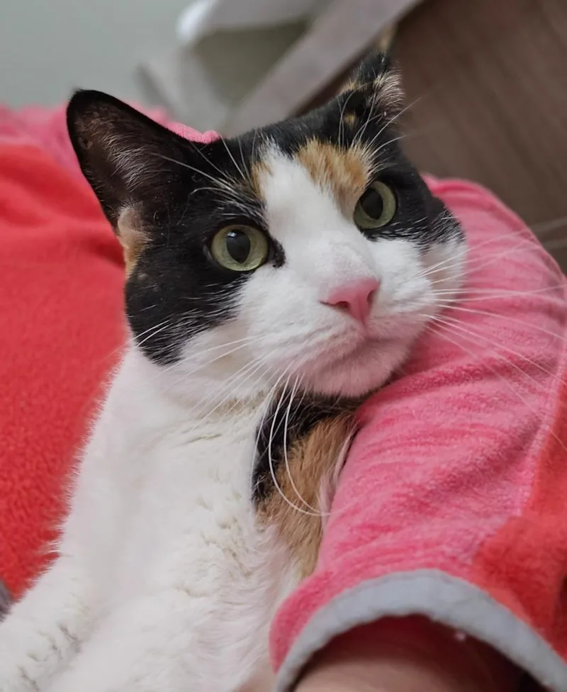 An adult medium-sized female Domestic Short Hair cat named Athena for adoption in Ballwin, MO