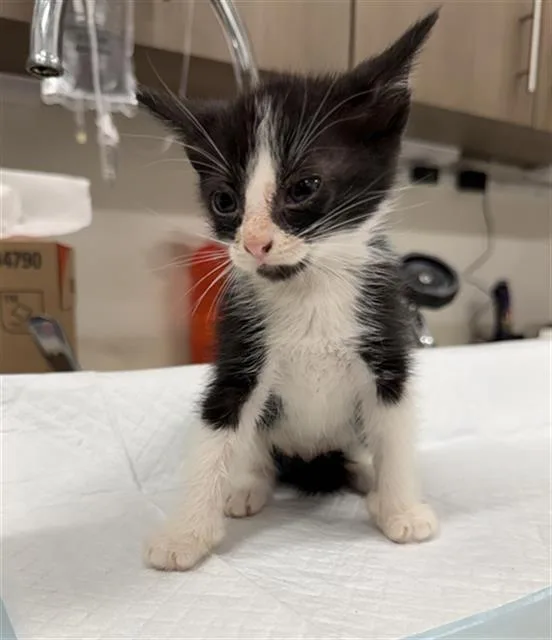 A baby small-sized male Domestic Short Hair cat named Bastian for adoption in Baytown, TX