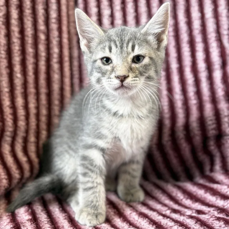 A baby small-sized male Gray / Blue / Silver Domestic Short Hair cat named Spark for adoption in Mount Juliet, TN
