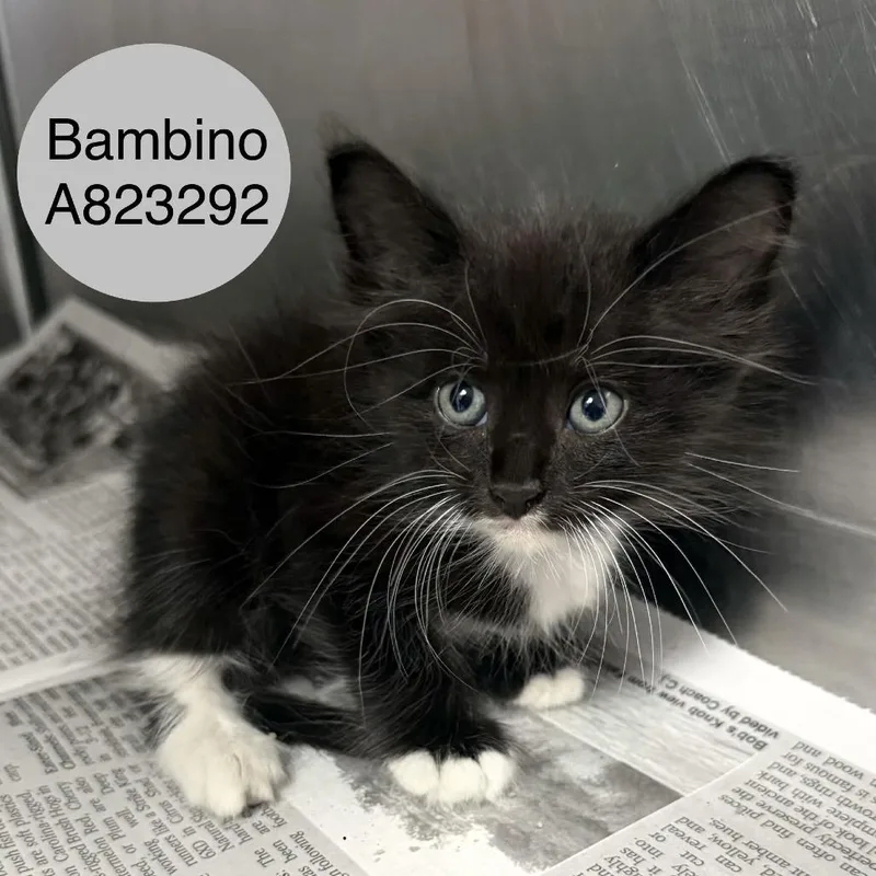 Bambino