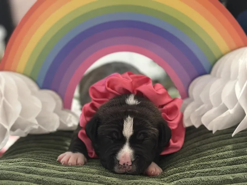 A baby small-sized female Mixed Breed dog named Emerald for adoption in New York, NY