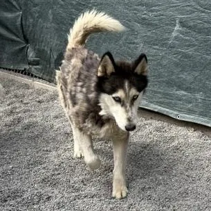 An adult medium-sized male Siberian Husky dog named Tiberius for adoption in Anchorage, AK