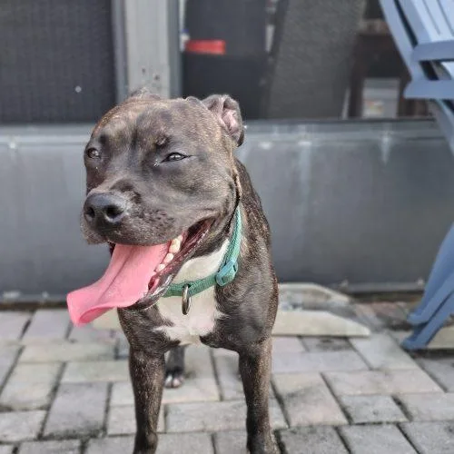 A baby small-sized female Patterdale Terrier / Fell Terrier dog named Hazel for adoption in Fort Lauderdale, FL