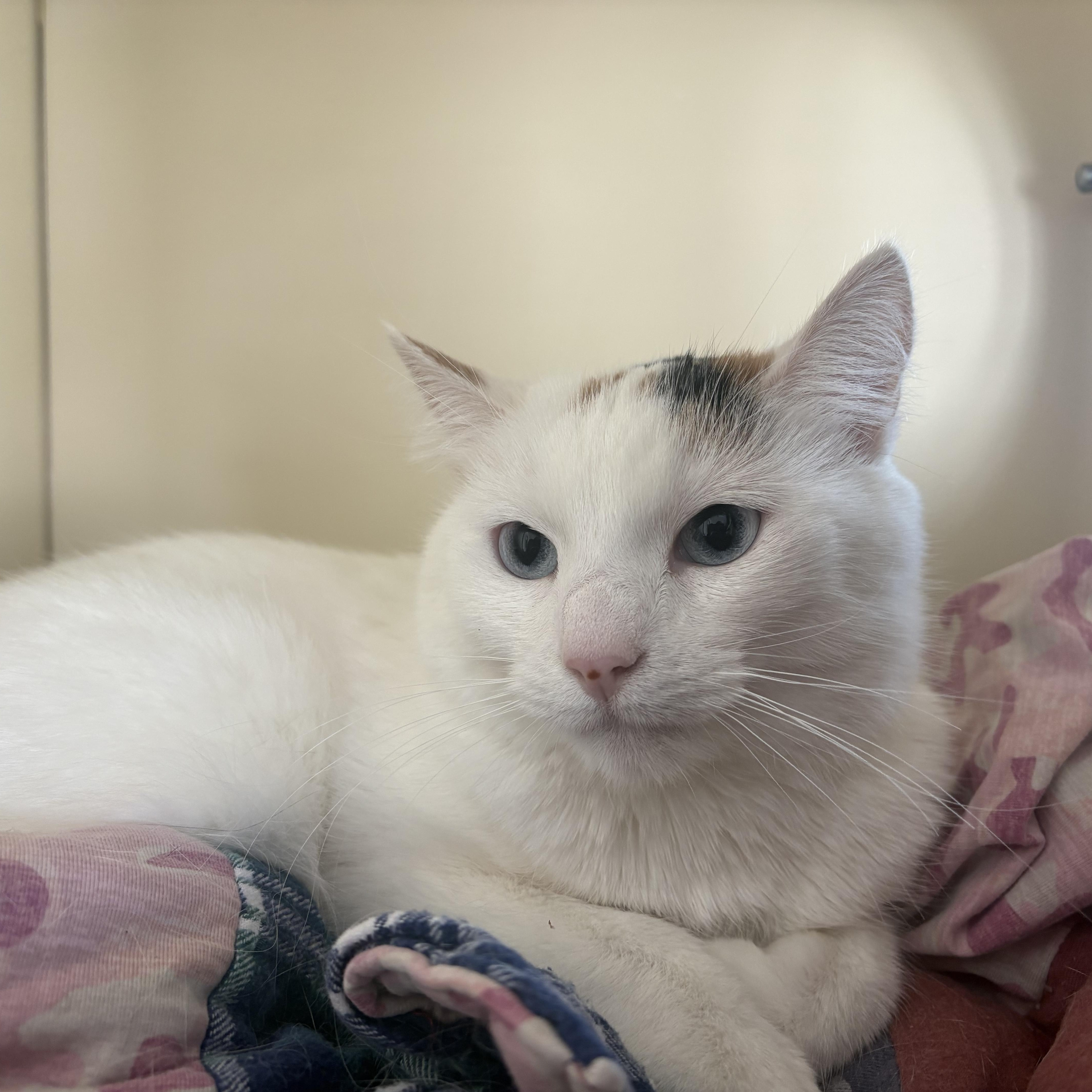 An adult medium-sized female White Domestic Short Hair cat named Pebbles for adoption in Buena Vista, CO