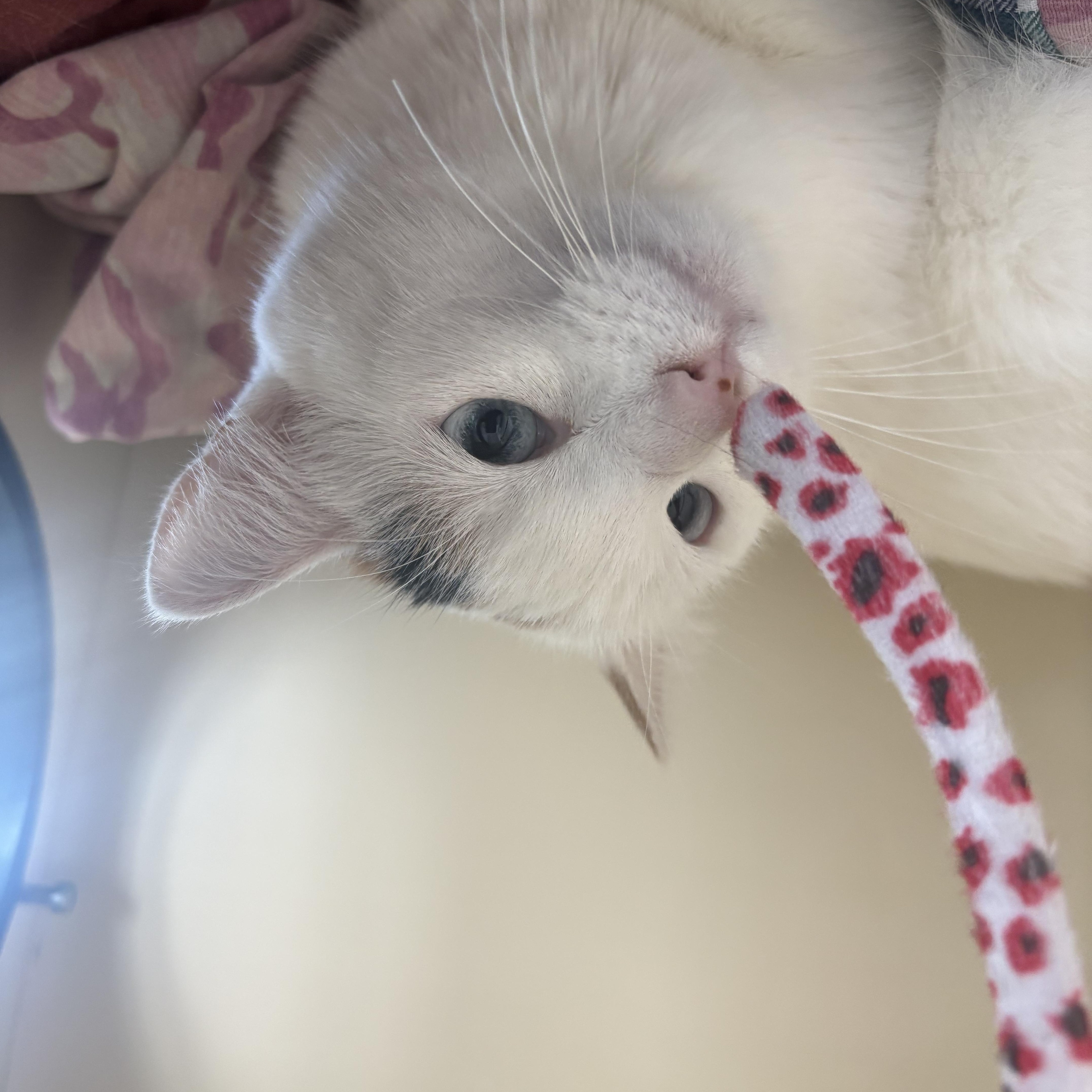 Pebbles thumbnail 4
