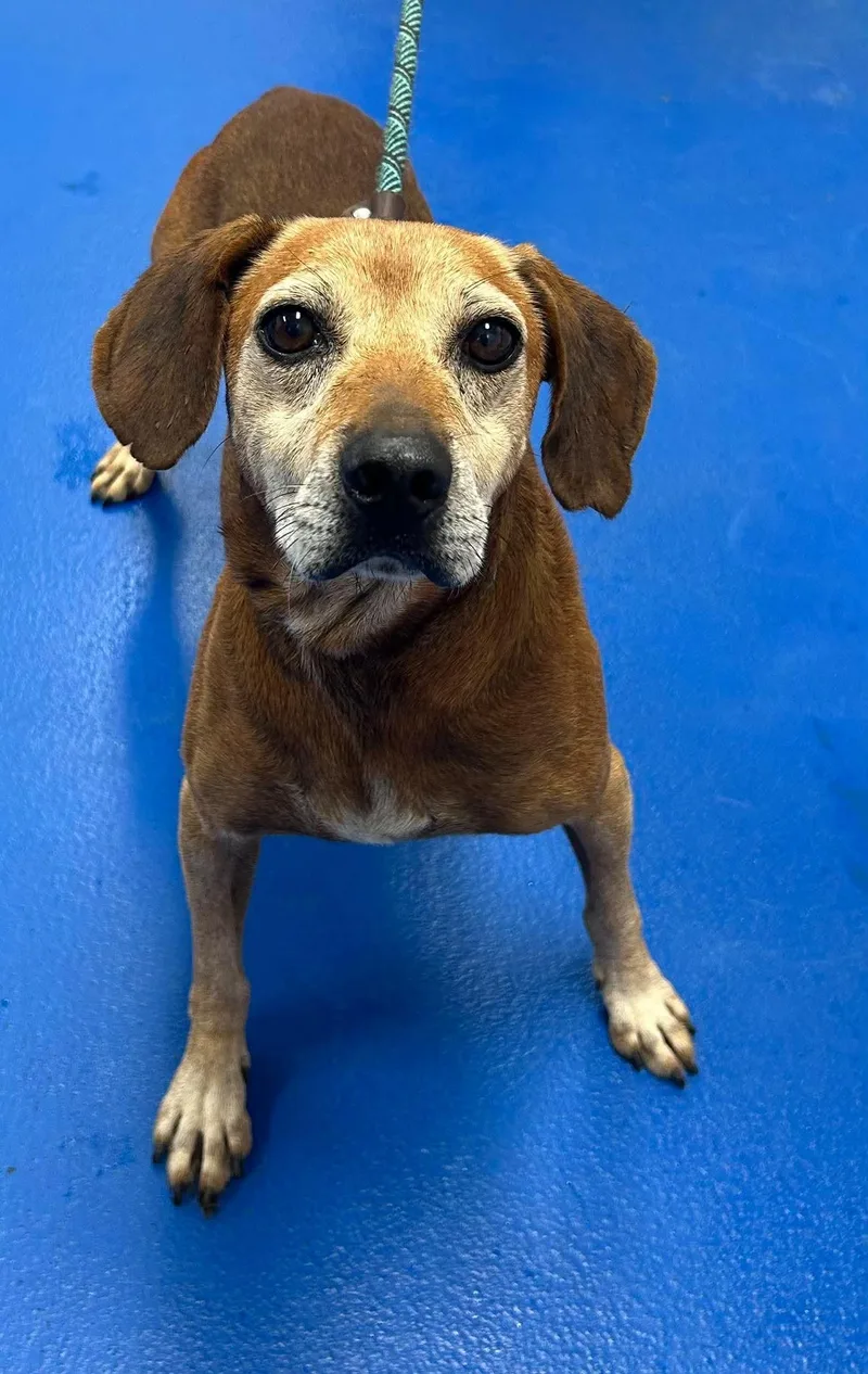 A senior medium-sized male Beagle dog named Copper for adoption in Holbrook, NY