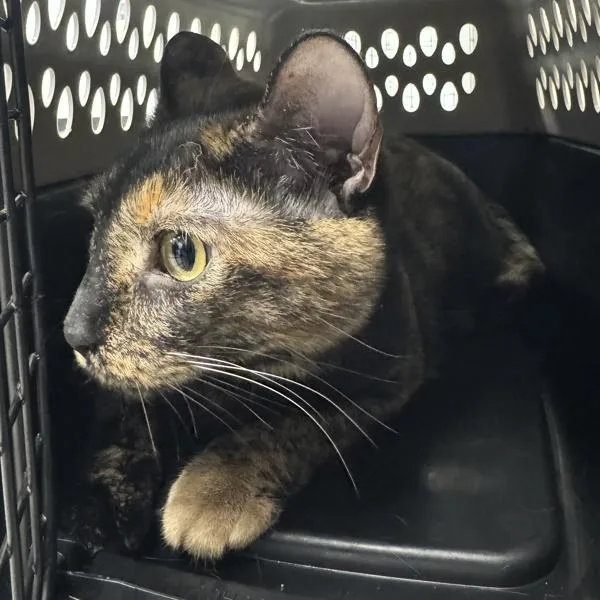 A young small-sized female Domestic Short Hair cat named Suki for adoption in Des Moines, IA
