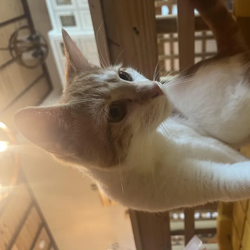 A baby small-sized male Domestic Short Hair cat named Big Mac for adoption in Dresher, PA