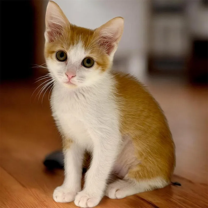 A baby small-sized female Domestic Short Hair cat named Mascarpone for adoption in Cape Coral, FL