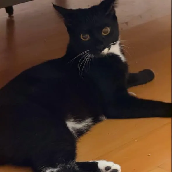A young small-sized female Tuxedo cat named Callie for adoption in Westland, MI