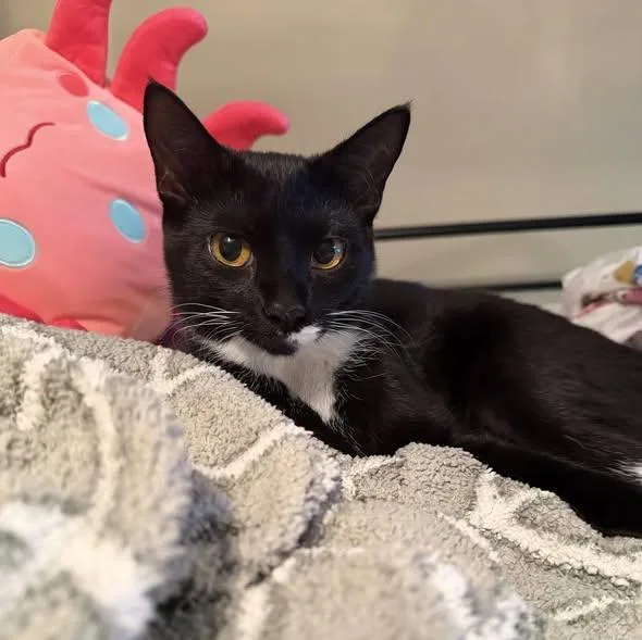 Callie thumbnail 5