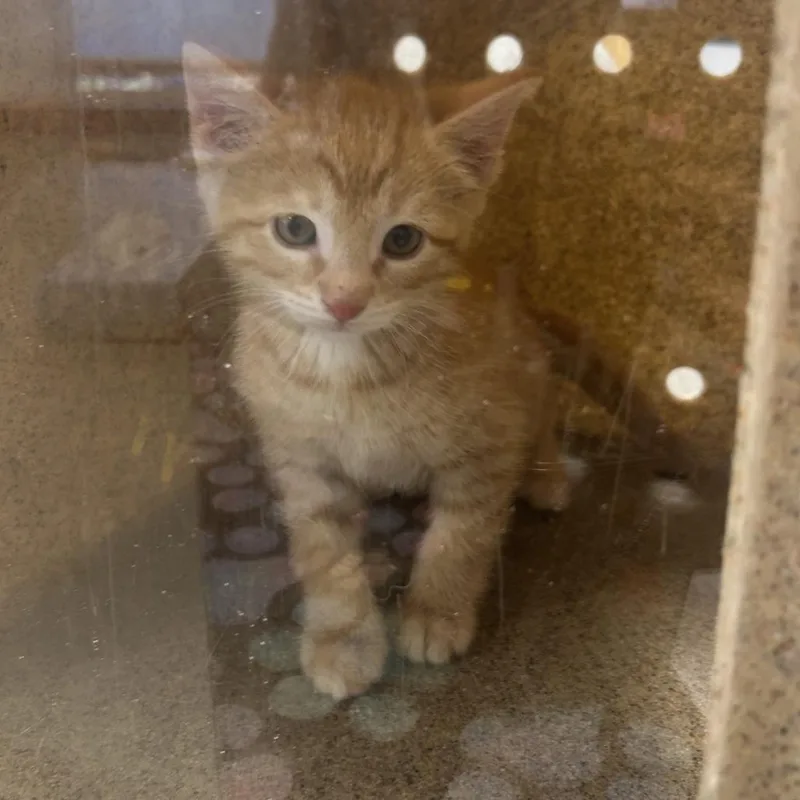 A baby small-sized male Orange / Red Domestic Short Hair cat named Rider for adoption in Philadelphia, PA