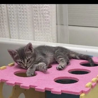 A baby medium-sized female Tabby (Gray / Blue / Silver) American Shorthair cat named Gigi for adoption in Richardson, TX
