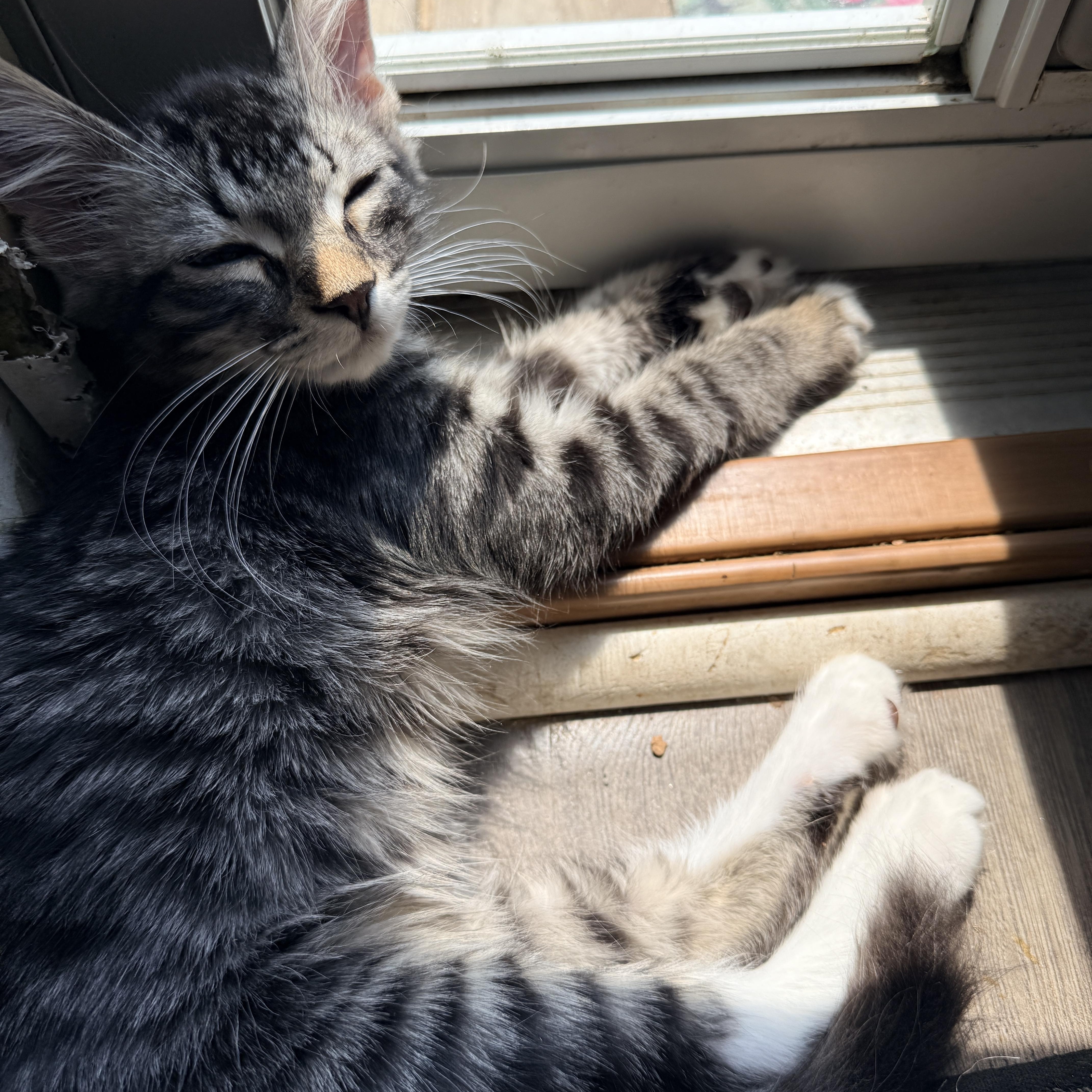 A baby small-sized male Tabby (Brown / Chocolate) Domestic Short Hair cat named Gooseberry for adoption in Richmond, VA