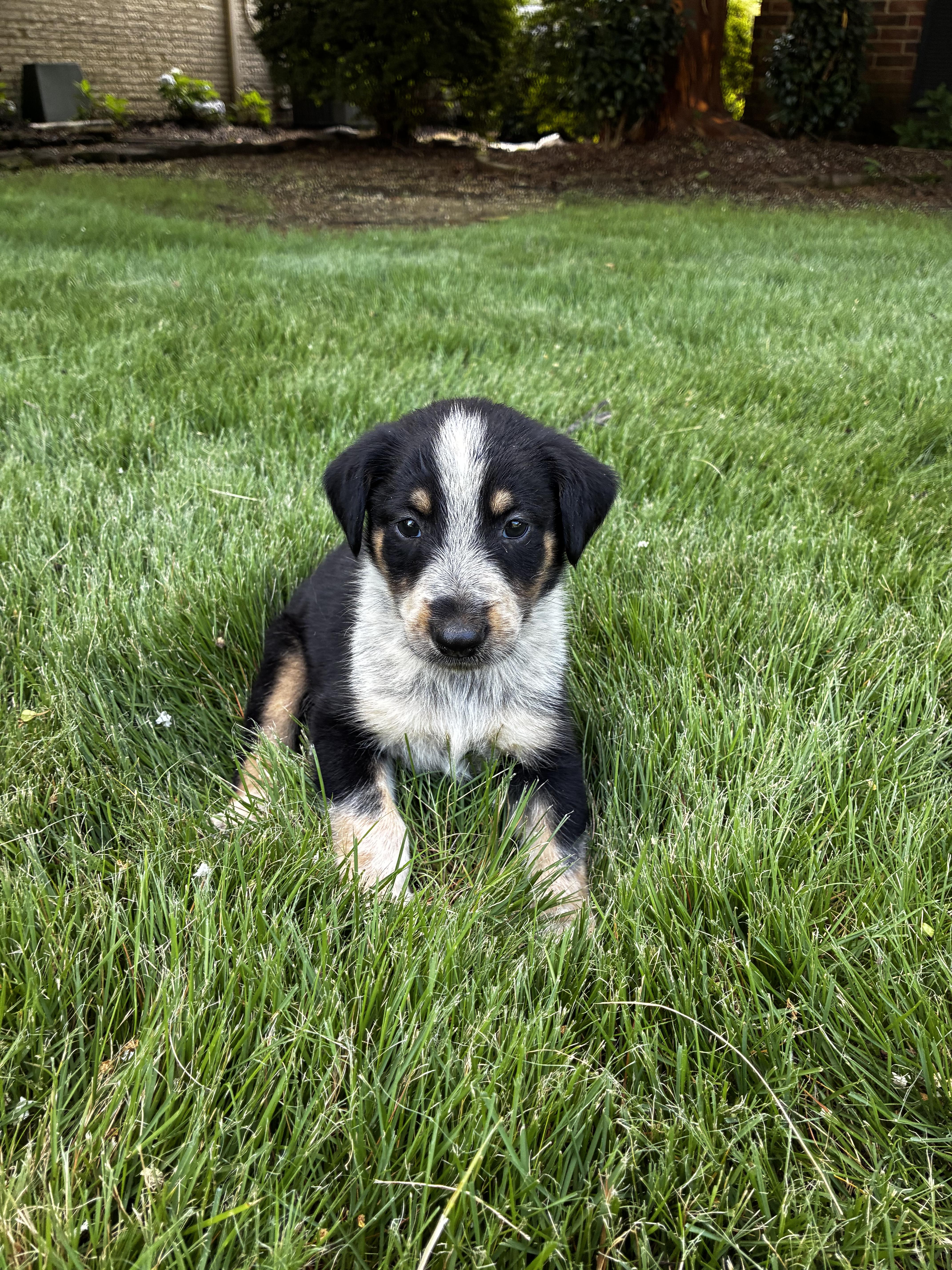 A baby medium-sized male Gray / Blue / Silver Australian Cattle Dog / Blue Heeler dog named Teddy for adoption in Cordova, TN