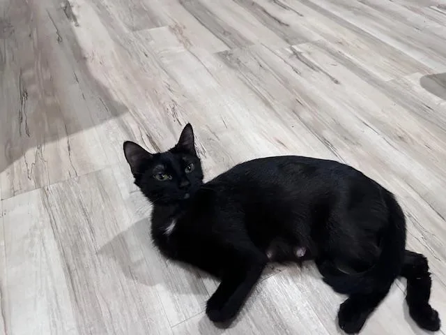 Lunes Springfield thumbnail 2