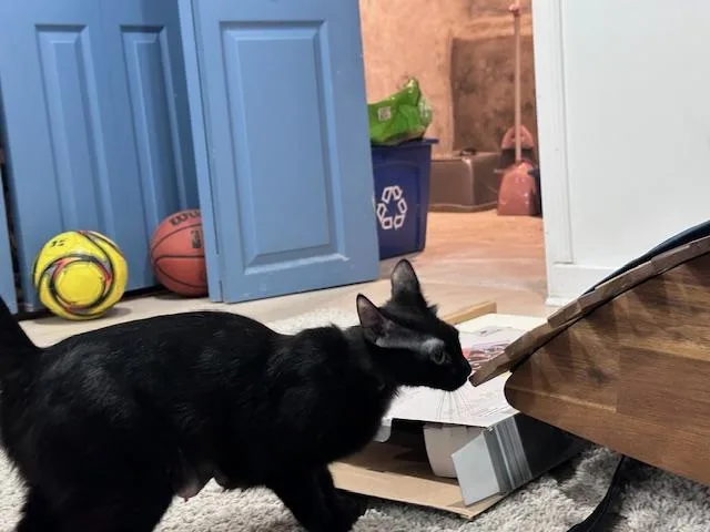 Lunes Springfield thumbnail 3