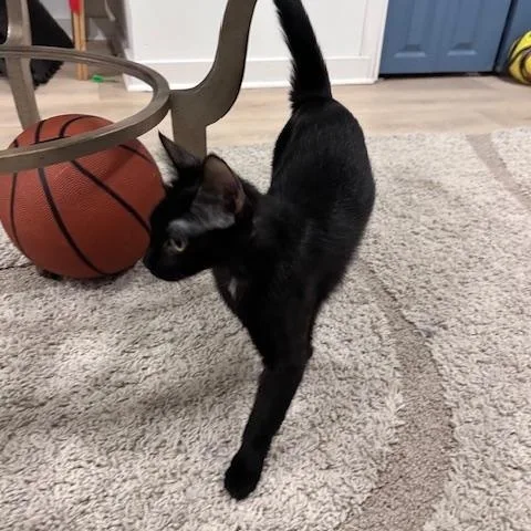 Lunes Springfield thumbnail 4