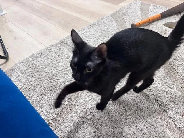 Lunes Springfield thumbnail 5