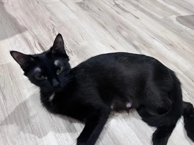 Lunes Springfield thumbnail 6