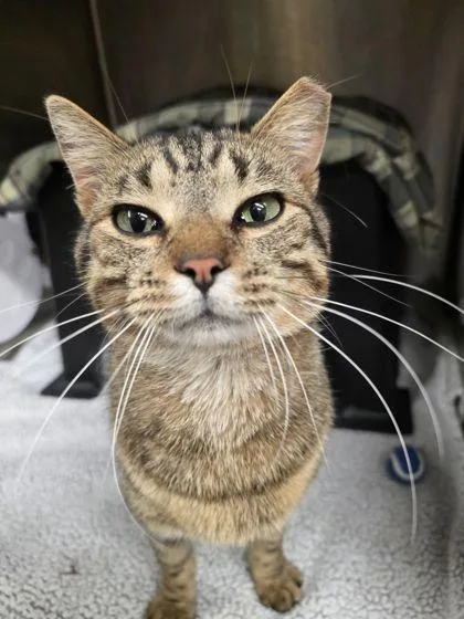An adult small-sized male Domestic Short Hair cat named Trinket for adoption in Shawano, WI