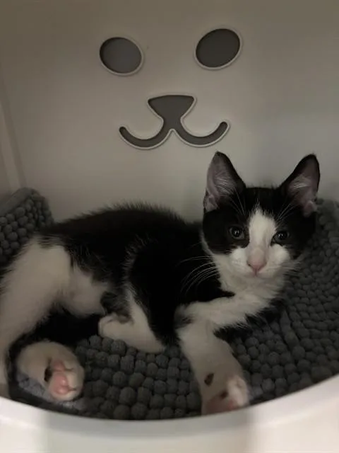 A baby medium-sized male Domestic Short Hair cat named Pitcher Plant for adoption in Leesburg, VA