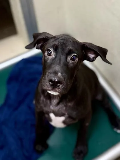 A young medium-sized female American Staffordshire Terrier dog named A Hugs for adoption in North Charleston, SC