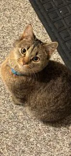 A young medium-sized female Tabby (Brown / Chocolate) Domestic Short Hair cat named Tiger for adoption in Winchester, VA