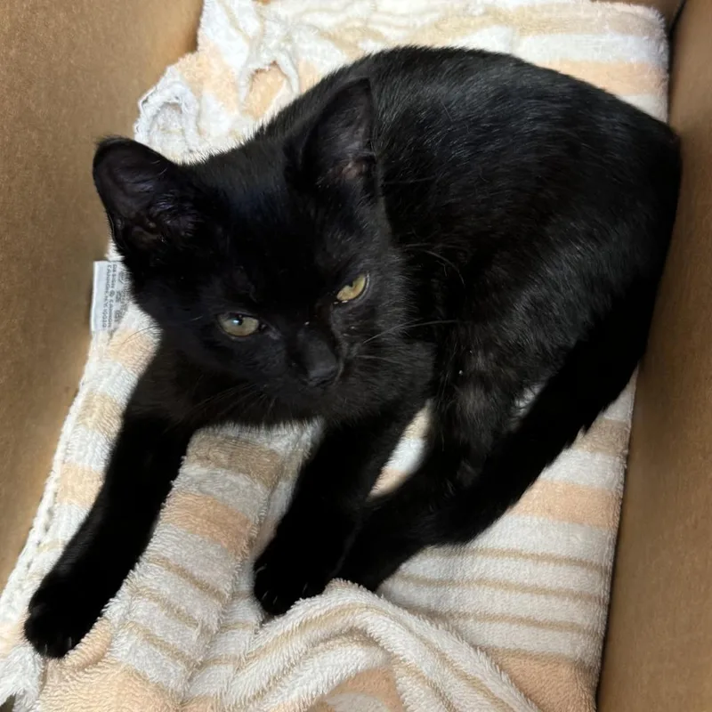 An adult small-sized female Black Domestic Short Hair cat named Cammie for adoption in Philadelphia, PA
