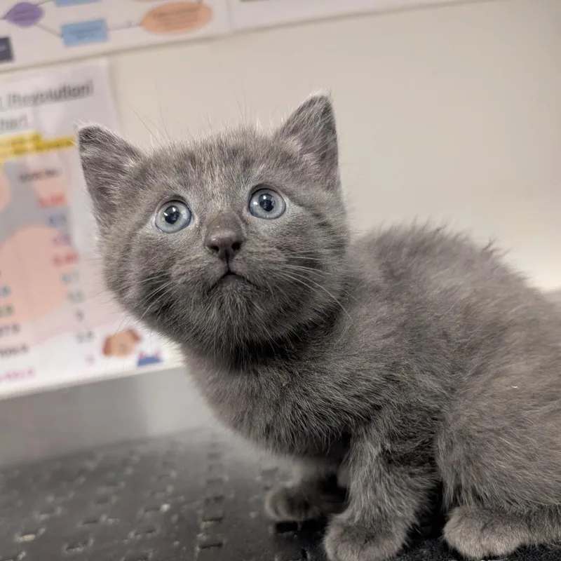 A baby small-sized female Gray / Blue / Silver Domestic Long Hair cat named Garcia for adoption in League City, TX