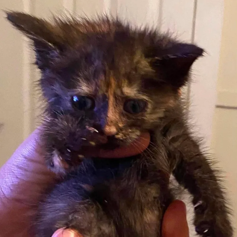 A baby small-sized female Tortoiseshell Domestic Long Hair cat named Mollie for adoption in Winchester, VA
