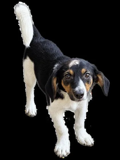 A baby medium-sized male Hound dog named Pippin for adoption in Cumberland, MD