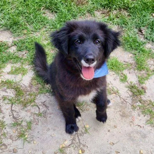 A baby medium-sized male Black German Shepherd Dog dog named Wishus for adoption in Sanford, NC