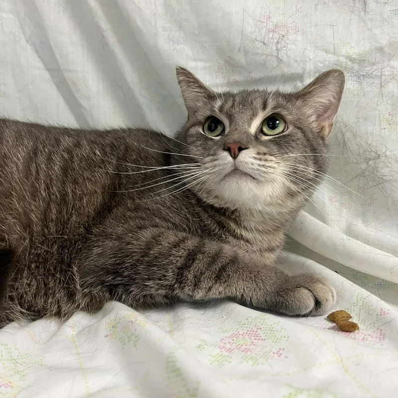 An adult large-sized male Gray / Blue / Silver Domestic Short Hair cat named Aventus for adoption in Lyndhurst, VA